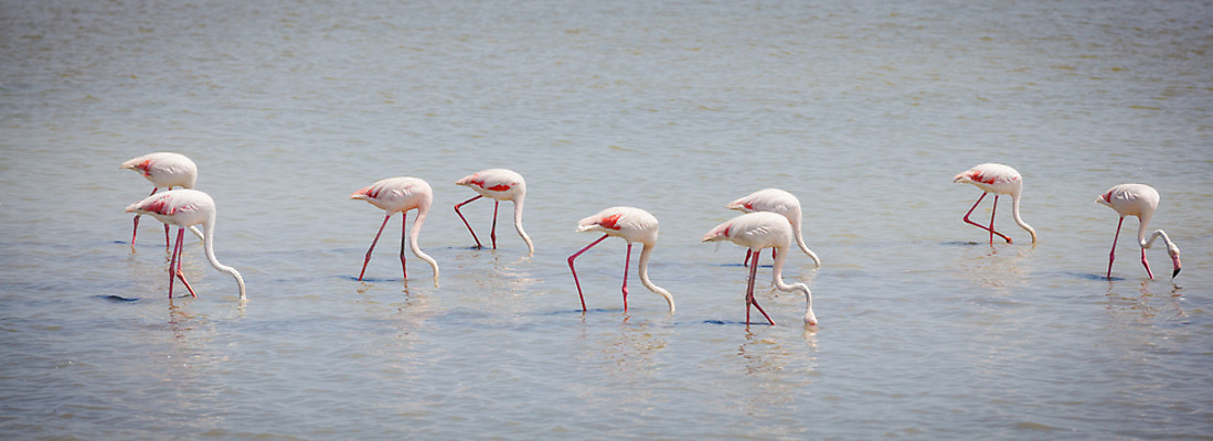 포토 JPG 해외이미지 동물 공원 야생동물 분홍색 백그라운드 자연 조류 서기 사람없음 빨간색 물 프랑스 흰색 연못 플라밍고 부리 동물상 해외202004 해외포토 자연요소 공공시설 유럽 컬러 모션 조형물 생태계 파일형식 이미지허브