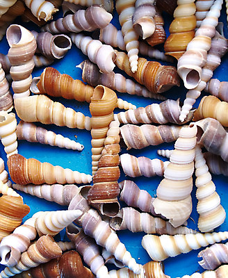 포토 JPG 해외이미지 모래 바다 백그라운드 자연 벽지 조류 추상 조개 불가사리 기술 사람없음 물 노란색 껍질 흰색 원형 그룹 해조류 소라 오브젝트 짠맛 해외202004 해외포토 자연요소 도형 동물 컬러 무늬 어패류 극피동물 해양식물 맛 생태계 파일형식 이미지허브