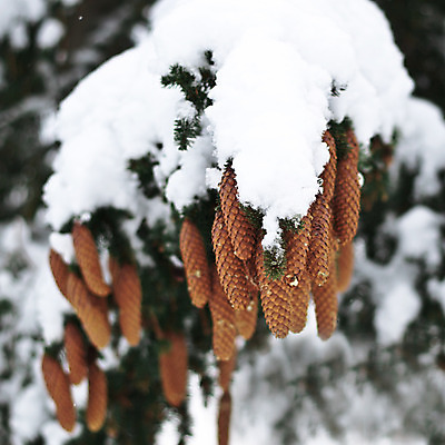 포토 JPG 해외이미지 나무 식물 계절 겨울 포장 자연 씨앗 사람없음 야외 얼음 추위 흰색 나뭇가지 소나무 심볼 전나무 원뿔 울퉁불퉁 해외202004 해외포토 자연요소 도형 컬러 생태계 파일형식 이미지허브