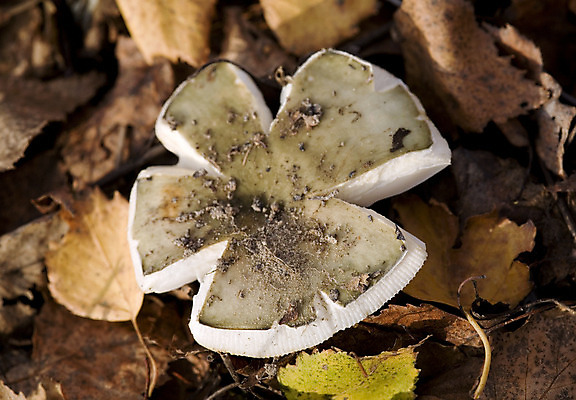 포토 JPG 해외이미지 나무 식물 계절 음식 줄기 백그라운드 잎 다이어트 재료 자연 건강 이끼 요리 사람없음 목재 빨간색 초록색 갈색 바구니 환경 식사 버섯 성장 가을 나뭇가지 숲 수집 먹기 그물버섯 땅바닥 식용 캡모자 해외202004 해외포토 모자_잡화 컬러 모션 바닥 생태계 파일형식 이미지허브