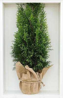 포토 JPG 해외이미지 나무 식물 전통 계절 백그라운드 잎 크리스마스 꽃무늬 자연 새로움 사람없음 장식 초록색 정원 흙 봄 흰색 나뭇가지 축하 소나무 냄비 연도 오브젝트 원예 질감 상록수 침엽수 내추럴 삼나무 심기 가문비나무 해외202004 해외포토 기념일 꽃 컬러 컨셉 무늬 모션 취미 솥 생태계 파일형식 이미지허브