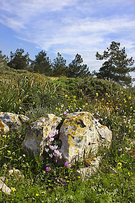 포토 JPG 해외이미지 나무 식물 계절 공원 꽃잎 꽃 백그라운드 꽃무늬 밭 자연 하늘 풍경 사람없음 야외 초록색 여름 파란색 컬러풀 노란색 평화 봄 벚꽃 바위 개화 숲 남쪽 내추럴 해외202004 해외포토 공공시설 컬러 컨셉 무늬 농업 돌_바위 방향 생태계 파일형식 이미지허브
