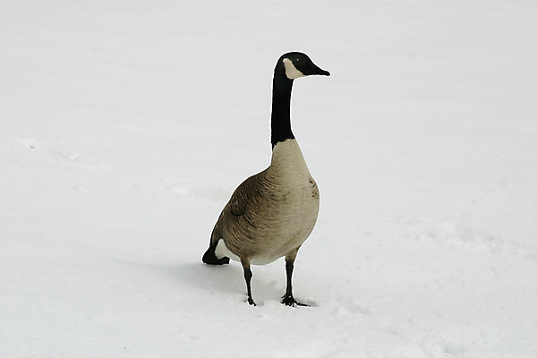 포토 JPG 해외이미지 동물 호수 야생동물 캐나다 겨울 자연 조류 사람없음 물 추위 깃털 거위 물새 폭설 해외202004 해외포토 자연요소 계절 북아메리카 눈_날씨 자연재해 생태계 파일형식 이미지허브
