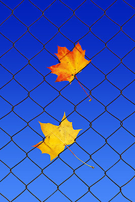 포토 JPG 해외이미지 나무 식물 계절 공원 백그라운드 단풍 잎 패턴 오렌지 자연 사람없음 야외 장식 빨간색 울타리 컬러풀 갈색 노란색 금속 정원 가을 황금 떨어짐 숲 11월 철사 10월 내추럴 해외202004 해외포토 공공시설 컬러 컨셉 무늬 과일 재질 담장 날짜 생태계 파일형식 이미지허브