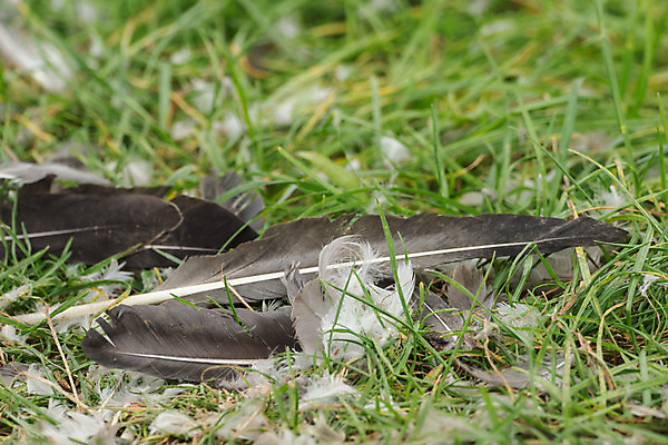 포토 JPG 해외이미지 동물 야생동물 날개 조류 생물 어류 사람없음 야외 물 강 갈색 연못 닫기 왜가리 깃털 부리 도마뱀 동물상 해외202004 해외포토 자연요소 컬러 파충류 모션 조형물 수중동물 파일형식 이미지허브