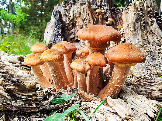 포토 JPG 해외이미지 나무 식물 계절 공원 음식 백그라운드 채소 오렌지 재료 자연 사람없음 야외 목재 초록색 갈색 노란색 버섯 젖음 촉촉함 성장 가을 숲 이슬 유기농 날것 곰팡이 식용 해외202004 해외포토 웰빙 공공시설 컬러 과일 생태계 파일형식 이미지허브