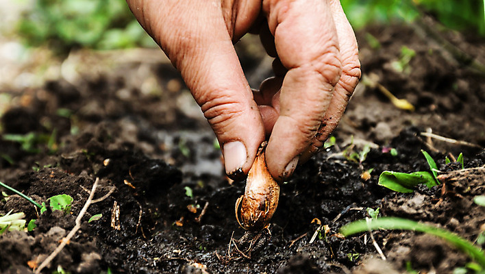 포토 JPG 해외이미지 식물 손 계절 꽃 문화 지구 농업 전구 자연 양파 취미 사람없음 야외 정원 흙 봄 튤립 성장 벚꽃 가을 흰색 신선 업무 삽 유기농 원예 뿌리 먼지 수선화 내추럴 땅바닥 심기 원예사 파종 해외202004 해외포토 직업 웰빙 산업 컬러 채소 모션 바닥 신체부위 농사 작업 생태계 파일형식 이미지허브