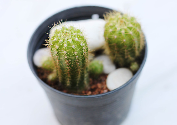 포토 JPG 해외이미지 모양 식물 계절 꽃 화분 화초 줄기 백그라운드 꽃무늬 패턴 자연 선인장 건강 사람없음 장식 초록색 정원 화장품 활발 사막 성장 흰색 원형 가시 황금 닫기 냄비 약국 척추 묘사 오브젝트 날카로움 스파이크 리빙 고립 이국적 디테일 해외202004 해외포토 도형 컬러 컨셉 무늬 의학 모션 뼈 뷰티 솥 생태계 파일형식 이미지허브