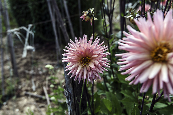 포토 JPG 해외이미지 식물 계절 꽃잎 행복 별 자연 친절 선물 사랑 사람없음 초록색 물 여름 컬러풀 햇빛 평화 정원 봄 활발 에너지 시골 인사 원형 그룹 큼 수분 향수 순수 즐거움 순환 향기 날카로움 꽃가루 부드러움 완전 해외202004 해외포토 자연요소 도형 꽃 감정 컬러 컨셉 모션 태양 화장품 예절 감각 크기 가루 생태계 냄새 파일형식 이미지허브