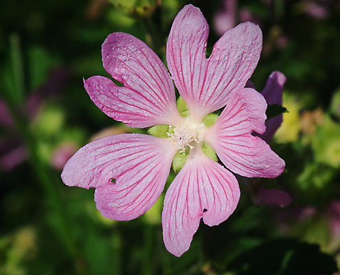포토 JPG 해외이미지 식물 꽃잎 꽃 줄기 분홍색 패턴 사람없음 여름 태양 정원 보라색 벚꽃 꽃집 생물학 꽃가루 부드러움 아욱 영원 해외202004 해외포토 자연요소 계절 교육 컬러 무늬 상점 감각 가루 파일형식 이미지허브