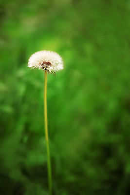 포토 JPG 해외이미지 식물 1 계절 공원 꽃 줄기 백그라운드 잎 패턴 밭 자연 바람 씨앗 사람없음 아웃포커스 세로 초록색 여름 빛 컬러풀 태양 우주 정원 맑음 봄 자유 성장 벚꽃 흰색 신선 닫기 큼 민들레 불기 싱글 질감 부드러움 솜털 내추럴 해외202004 해외포토 자연요소 공공시설 컬러 컨셉 무늬 농업 모션 날씨 촬영기법 감각 크기 생태계 파일형식 이미지허브