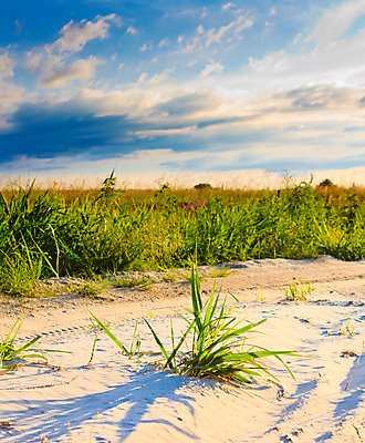 포토 JPG 해외이미지 식물 계절 감정 지구 상징 백그라운드 컨셉 잎 꽃무늬 패턴 밭 자연 추상 새로움 잔디 사람없음 야외 장식 초록색 환경 정원 흙 봄 성장 시골 신선 고독 원예 내추럴 땅바닥 우화 혼자 해외202004 해외포토 꽃 컬러 무늬 농업 바닥 취미 생태계 파일형식 이미지허브