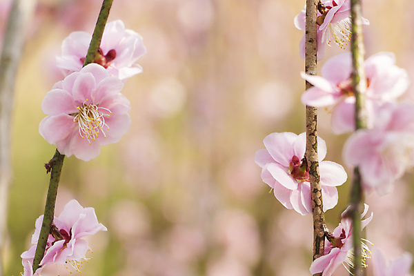 포토 JPG 해외이미지 식물 계절 꽃잎 꽃 분홍색 백그라운드 꽃무늬 자연 하늘 새로움 사람없음 여름 파란색 우주 정원 일본 봄 활발 벚꽃 나뭇가지 신선 개화 과수원 묘사 부드러움 내추럴 해외202004 해외포토 나무 아시아 컬러 컨셉 무늬 농업 감각 생태계 파일형식 이미지허브
