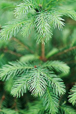 포토 JPG 해외이미지 나무 자연 사람없음 목재 초록색 나뭇가지 소나무 전나무 내추럴 해외202004 해외포토 식물 컬러 재료 생태계 파일형식 이미지허브