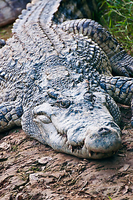 포토 JPG 해외이미지 동물 계절 공원 아시아 야생동물 여행 신발 가방 파충류 태국 자연 휴가 미소 사람없음 초록색 여름 머리 추위 신혼여행 분노 입 호주 치아 위험 무서움 가죽 땅 피부 눈물 속도 도마뱀 쇼 육식동물 악어 라오스 사냥꾼 남쪽 거짓말 해외202004 해외포토 직업 잡화 공공시설 감정 나라 컬러 결혼 컨셉 표정 신체부위 소화기관 오세아니아 방향 생태계 파일형식 이미지허브