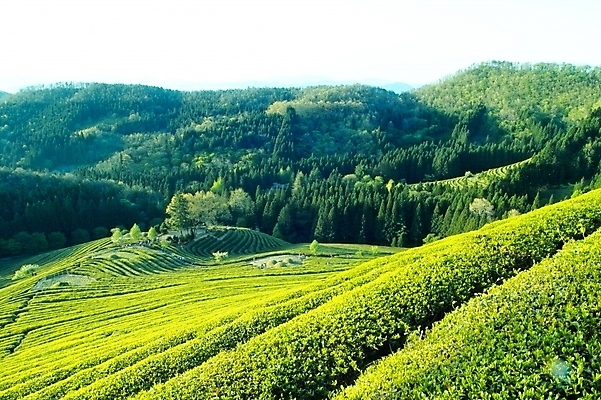 포토 JPG 주간 식물 웰빙 배경화면 백그라운드 밭 자연 산 풍경 사람없음 야외 녹차밭 보성녹차밭 국내포토 자연요소 농업 녹차 생태계 보성 파일형식