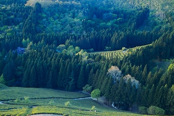 포토 JPG 주간 나무 식물 웰빙 백그라운드 밭 자연 산 풍경 사람없음 야외 녹차밭 보성녹차밭 국내포토 자연요소 농업 녹차 생태계 보성 파일형식