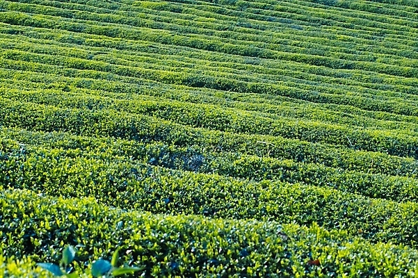 포토 JPG 주간 식물 웰빙 사계절 계절 백그라운드 밭 자연 풍경 사람없음 야외 여름 녹차밭 보성녹차밭 국내포토 자연요소 농업 녹차 생태계 보성 파일형식