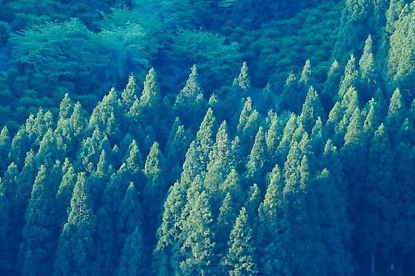 포토 JPG 주간 나무 식물 백그라운드 자연 산 풍경 사람없음 야외 숲 삼나무 국내포토 자연요소 생태계 파일형식