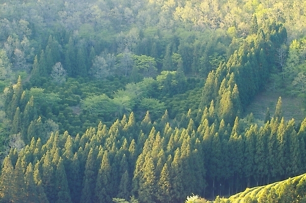 포토 JPG 주간 나무 식물 백그라운드 자연 산 풍경 사람없음 야외 숲 삼나무 국내포토 자연요소 생태계 파일형식