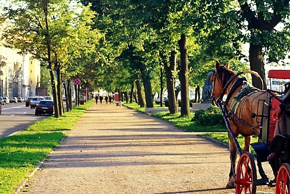 포토 JPG 주간 해외풍경 해외 유럽 아시아 길 외국문화 자연 풍경 야외 산책로 보행로 가로수 러시아 국내포토 자연요소 나라 문화 생태계 파일형식