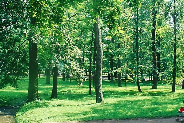 포토 JPG 주간 나무 해외풍경 해외 웰빙 유럽 외국문화 자연 풍경 사람없음 야외 숲 러시아 수목원 삼림욕 국내포토 자연요소 식물 나라 문화 생태계 파일형식