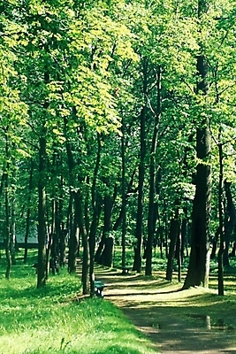 포토 JPG 주간 나무 해외풍경 해외 웰빙 유럽 길 외국문화 자연 풍경 사람없음 야외 산책로 숲 러시아 수목원 삼림욕 국내포토 자연요소 식물 나라 문화 생태계 파일형식