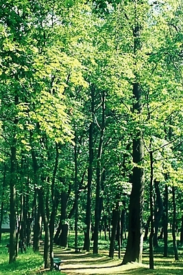 포토 JPG 주간 나무 해외풍경 해외 웰빙 유럽 길 외국문화 자연 풍경 사람없음 야외 산책로 숲 러시아 수목원 삼림욕 국내포토 자연요소 식물 나라 문화 생태계 파일형식