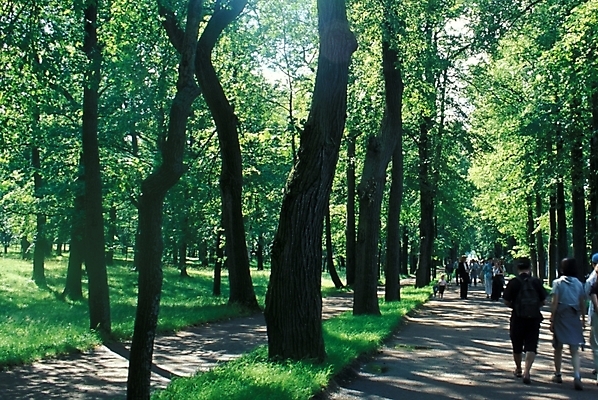 포토 JPG 주간 나무 해외풍경 해외 웰빙 유럽 길 외국문화 자연 풍경 야외 산책로 숲 러시아 수목원 삼림욕 국내포토 자연요소 식물 나라 문화 생태계 파일형식