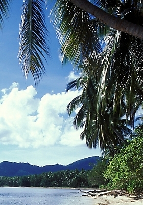 포토 JPG 주간 나무 식물 해외풍경 해외 바다 여행 자연 하늘 풍경 사람없음 야외 야자수 휴양지 파푸아뉴기니 뉴기니 국내포토 자연요소 장소 오세아니아 생태계 파일형식