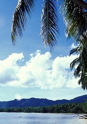 포토 JPG 주간 나무 식물 해외풍경 해외 바다 여행 자연 하늘 풍경 사람없음 야외 야자수 휴양지 파푸아뉴기니 뉴기니 국내포토 자연요소 장소 오세아니아 생태계 파일형식