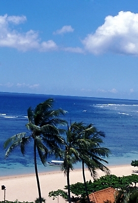 포토 JPG 주간 나무 식물 구름 해외풍경 사계절 계절 바다 여행 자연 하늘 풍경 해변 사람없음 야외 여름 관광지 야자수 휴양지 파푸아뉴기니 뉴기니 국내포토 자연요소 해외 장소 오세아니아 생태계 파일형식