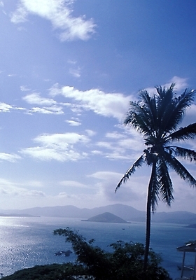 포토 JPG 주간 나무 식물 구름 해외풍경 해외 바다 여행 자연 하늘 풍경 사람없음 야외 야자수 휴양지 파푸아뉴기니 뉴기니 국내포토 자연요소 장소 오세아니아 생태계 파일형식
