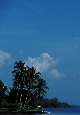 포토 JPG 주간 나무 식물 구름 해외풍경 해외 바다 여행 자연 하늘 풍경 사람없음 야외 야자수 휴양지 파푸아뉴기니 뉴기니 국내포토 자연요소 장소 오세아니아 생태계 파일형식
