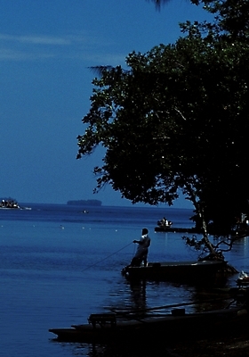 포토 JPG 주간 나무 해외풍경 해외 바다 여행 자연 하늘 풍경 야외 휴양지 파푸아뉴기니 뉴기니 국내포토 자연요소 식물 장소 오세아니아 생태계 파일형식