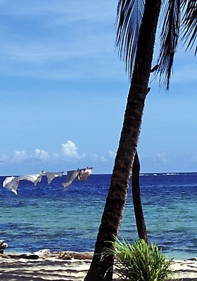 포토 JPG 주간 나무 식물 구름 해외풍경 해외 바다 자연 하늘 풍경 사람없음 야외 야자수 휴양지 파푸아뉴기니 뉴기니 국내포토 자연요소 장소 오세아니아 생태계 파일형식