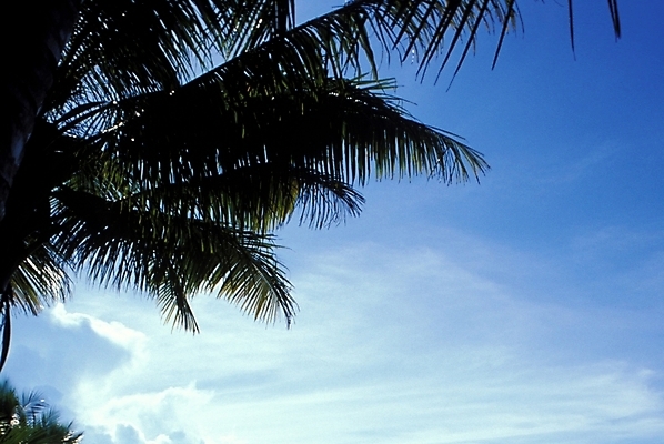 포토 JPG 주간 나무 식물 구름 해외풍경 해외 자연 하늘 풍경 사람없음 야외 야자수 휴양지 파푸아뉴기니 뉴기니 국내포토 자연요소 장소 오세아니아 생태계 파일형식