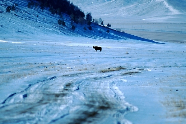 포토 JPG 주간 해외풍경 해외 사계절 계절 설경 겨울 자연 풍경 초원 사람없음 야외 눈 황무지 몽골 국내포토 자연요소 아시아 날씨 생태계 파일형식