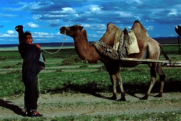 포토 JPG 주간 외국인 동물 구름 척추동물 해외풍경 해외 육지동물 아시아 야생동물 외국문화 포유류 자연 하늘 사람 풍경 초원 야외 몽골 낙타 몽골인 국내포토 자연요소 나라 문화 동양인 인종 생태계 파일형식