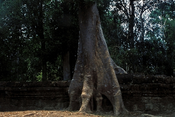 포토 JPG 주간 나무 해외풍경 시설물 현대건축 건축 아시아 외국문화 유적 해외건축 자연 돌담 풍경 사람없음 야외 담장 동남아시아 건축부분 숲 캄보디아 나무뿌리 캄보디아문화 국내포토 자연요소 식물 동양문화 전통 해외 건축물 나라 문화 돌_바위 생태계 뿌리 파일형식
