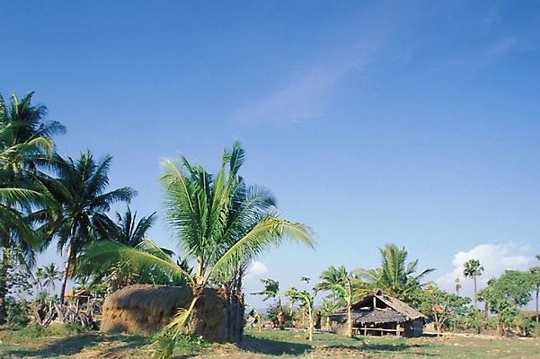 포토 JPG 주간 나무 식물 해외풍경 아시아 외국문화 자연 하늘 주택 풍경 사람없음 야외 야자수 동남아시아 캄보디아 캄보디아문화 국내포토 자연요소 동양문화 해외 나라 문화 건물 생태계 파일형식