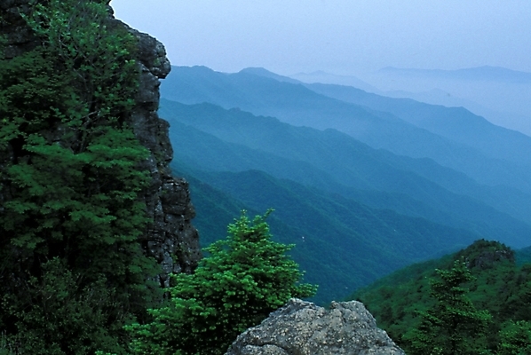 포토 JPG 주간 나무 자연 바위산 산 풍경 사람없음 야외 절벽 안개 암벽 기암절벽 국내포토 자연요소 식물 날씨 돌산 생태계 파일형식