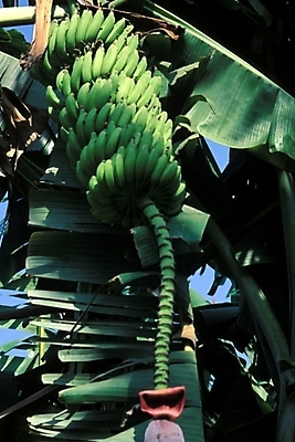 포토 JPG 주간 나무 식물 해외풍경 외국문화 아프리카 자연 바나나 이집트 풍경 사람없음 야외 이집트문화 바나나나무 국내포토 자연요소 해외 나라 문화 과일 생태계 파일형식