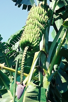 포토 JPG 주간 나무 식물 해외풍경 외국문화 아프리카 자연 바나나 이집트 풍경 사람없음 야외 이집트문화 바나나나무 국내포토 자연요소 해외 나라 문화 과일 생태계 파일형식