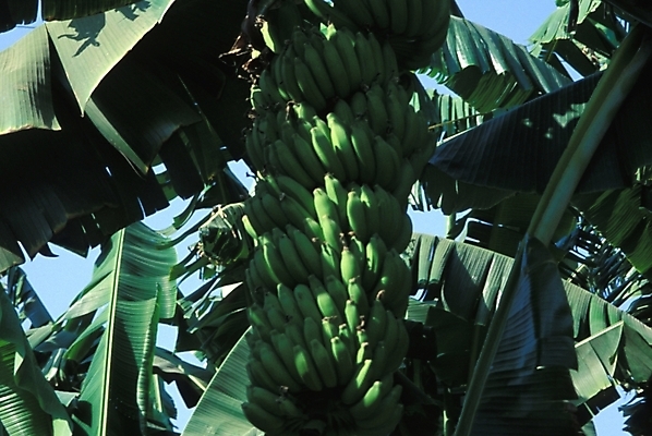 포토 JPG 주간 나무 식물 해외풍경 외국문화 아프리카 자연 바나나 이집트 사람없음 야외 이집트문화 바나나나무 국내포토 자연요소 해외 나라 문화 과일 풍경 생태계 파일형식