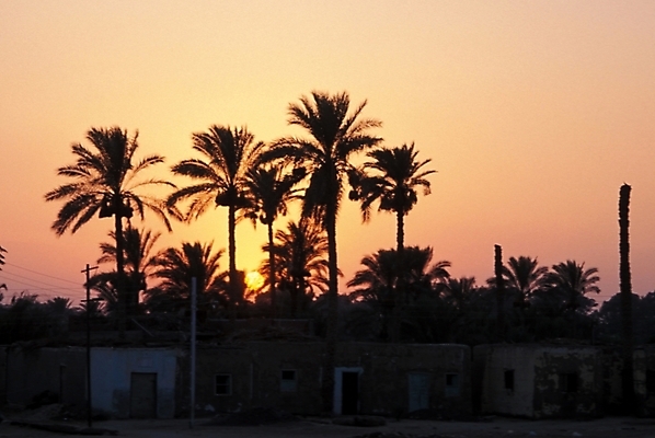 포토 JPG 주간 나무 해외풍경 실루엣 외국문화 아프리카 자연 하늘 이집트 풍경 사람없음 야외 일출 일몰 국내포토 자연요소 식물 해외 나라 문화 촬영기법 노을 생태계 파일형식