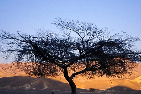 포토 JPG 주간 나무 식물 해외풍경 외국문화 아프리카 자연 이집트 풍경 사람없음 야외 사막 국내포토 자연요소 해외 나라 문화 생태계 파일형식
