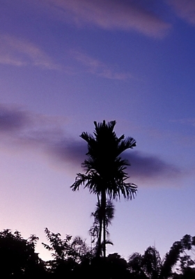 포토 JPG 주간 나무 식물 구름 해외풍경 해외 섬 여행 자연 하늘 풍경 사람없음 야외 야자수 휴양지 파푸아뉴기니 뉴기니 국내포토 자연요소 장소 오세아니아 생태계 파일형식