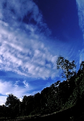 포토 JPG 주간 나무 구름 해외풍경 해외 바다 섬 자연 하늘 풍경 사람없음 야외 파푸아뉴기니 뉴기니 국내포토 자연요소 식물 오세아니아 생태계 파일형식