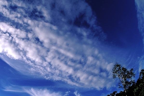 포토 JPG 주간 나무 구름 해외풍경 해외 자연 하늘 풍경 사람없음 야외 파푸아뉴기니 뉴기니 국내포토 자연요소 식물 오세아니아 생태계 파일형식